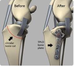 TPLO Figure